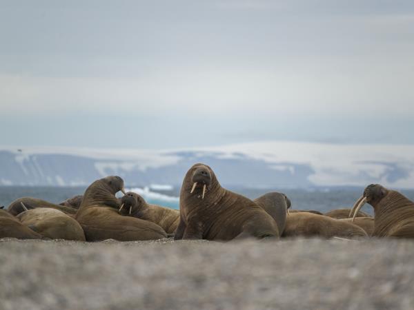 Spitsbergen cruise, 6 days