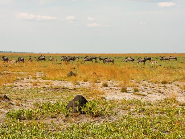 Western Zambia wilderness expedition
