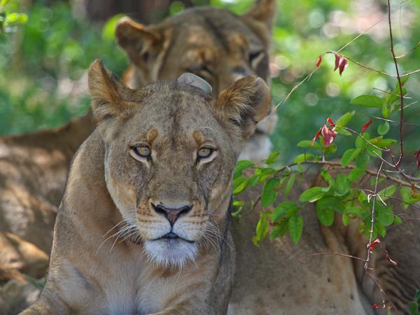 Western Zambia wilderness expedition