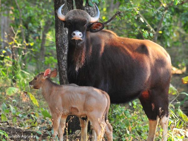 Central India vacation, trekking and culture