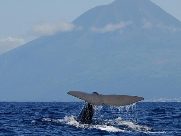 Blue Whale tour in the Azores