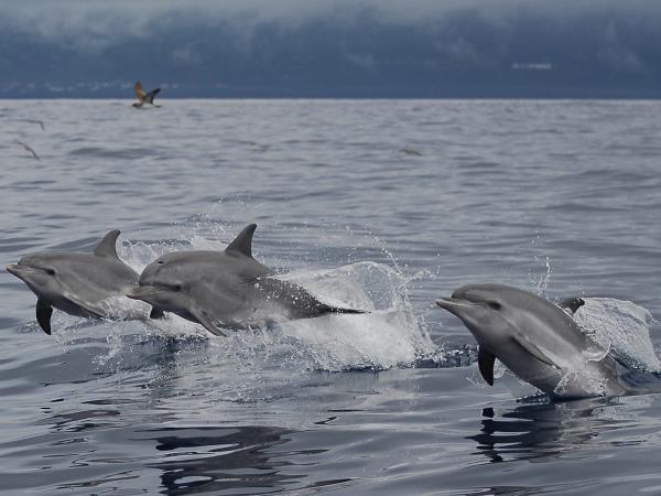 Azores family adventure vacation, whales and dolphins