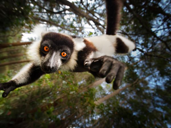 Madagascar Lemurs safari, tailor made