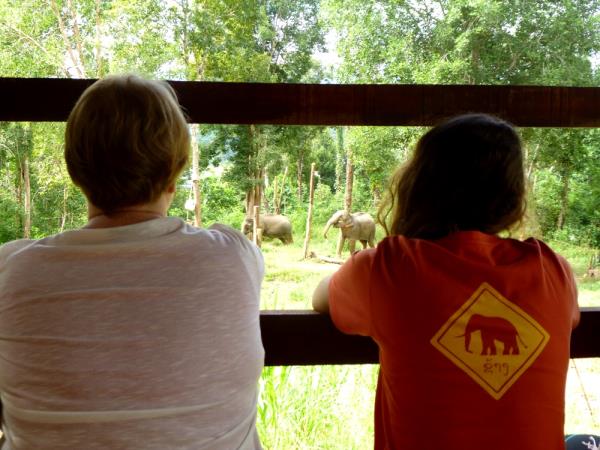 Elephant conservation volunteering in Laos