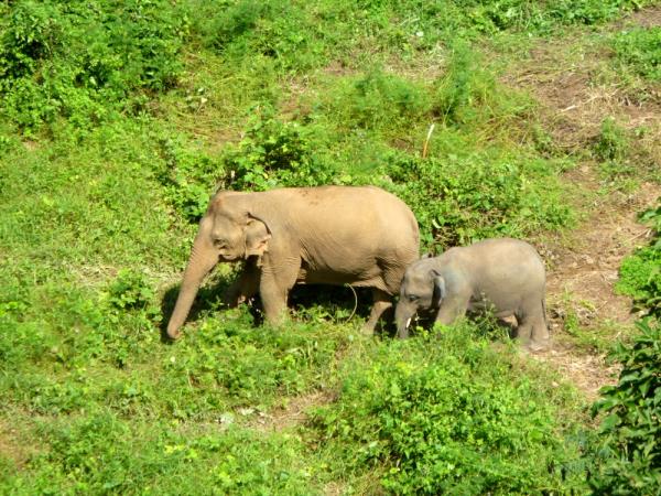 Elephant conservation volunteering in Laos