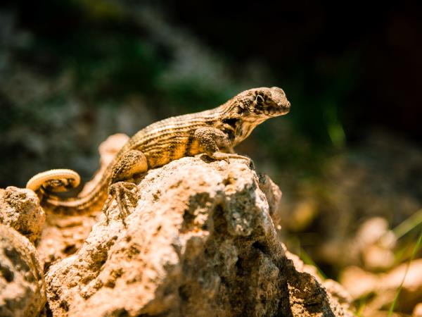 National Parks of Cuba walking vacation