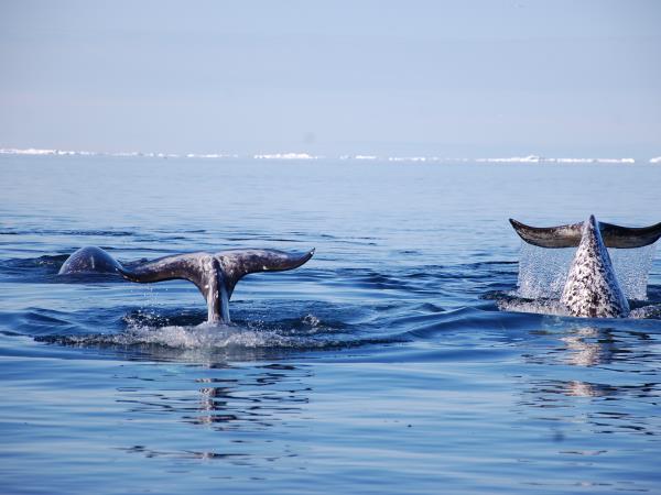 Canada Arctic wilderness safari, Polar bears & Narwhals
