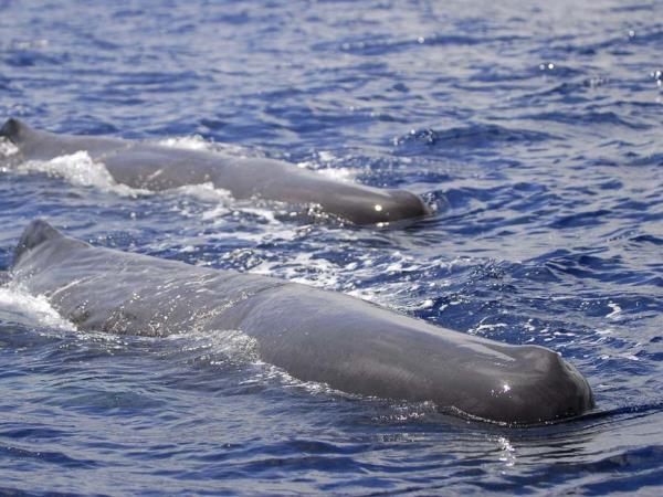 Whale watching in the Azores