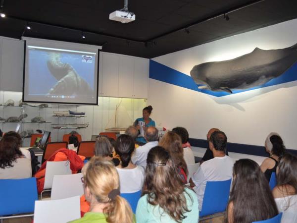 Whale watching in the Azores