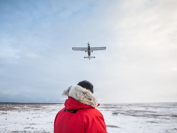 Arctic polar bear fly in safari, Canada