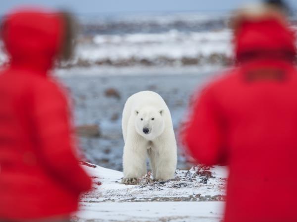 Arctic polar bear fly in safari, Canada