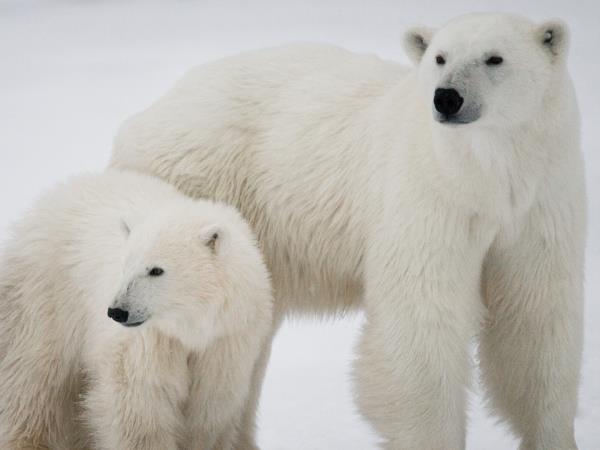 Arctic polar bear fly in safari, Canada