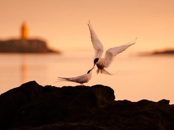 Midnight sun photography holiday in Iceland