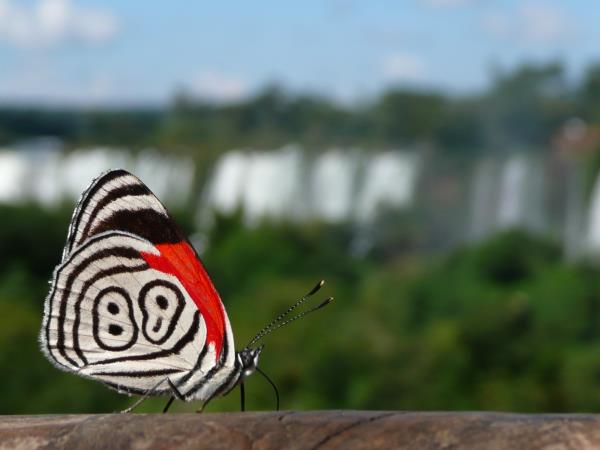 Andes and Iguazu Falls vacatiion in Argentina