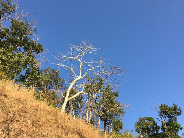 Central and Western India vacation, rural life