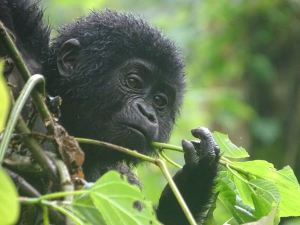 Chimp and gorilla tracking in Uganda