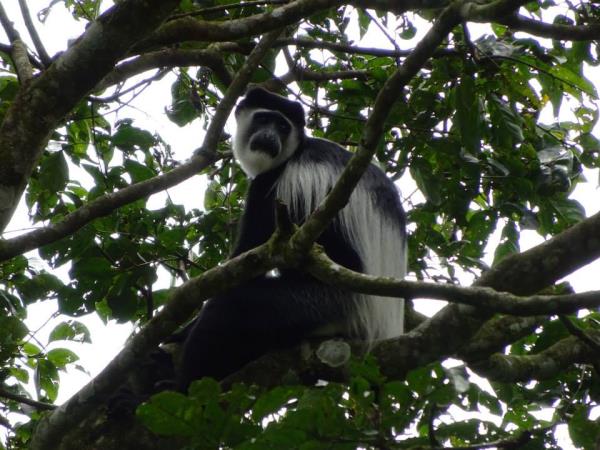 Chimp and gorilla tracking in Uganda