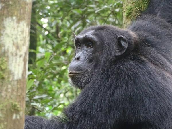 Chimp and gorilla tracking in Uganda