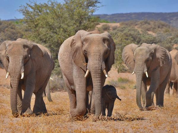 Namibia elephant conservation