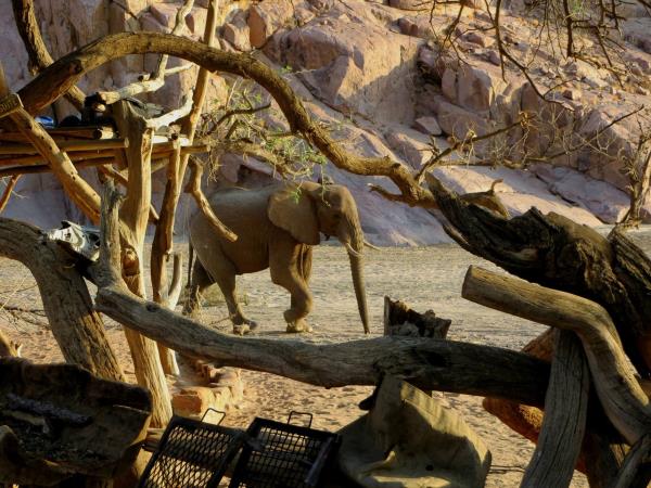 Namibia elephant conservation