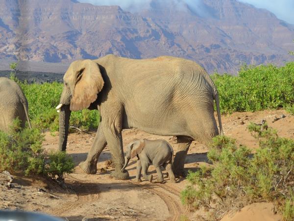 Namibia elephant conservation