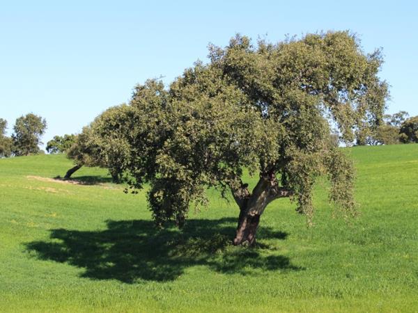Alentejo self guided hiking in Portugal
