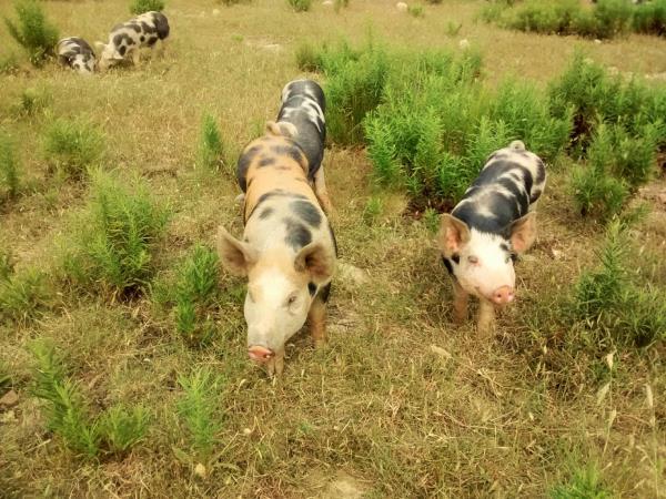 Alentejo self guided hiking in Portugal