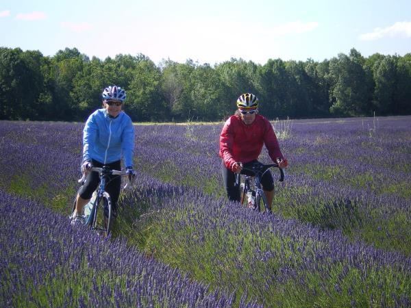 Lavender fields cycling vacation in the South of France