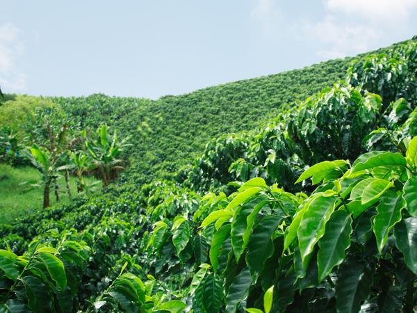 Colombia tailor made tour, culture & coffee