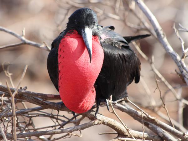 Galapagos & Ecuador tailor made vacation