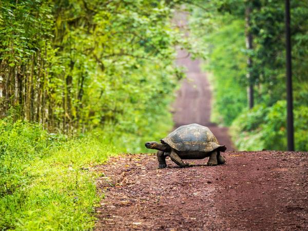 Galapagos & Ecuador tailor made vacation