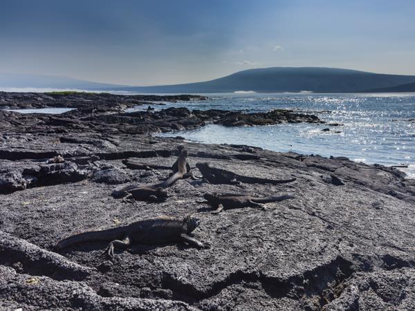 Galapagos & Ecuador tailor made vacation