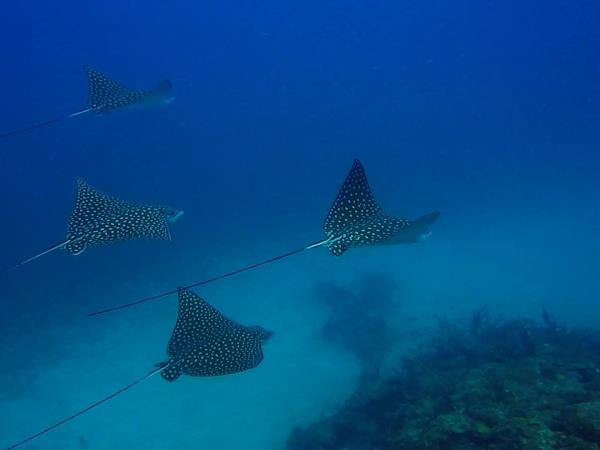 Caribbean coral reef conservation in Carriacou