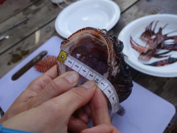 Caribbean Lionfish hunting in Carriacou, Grenada