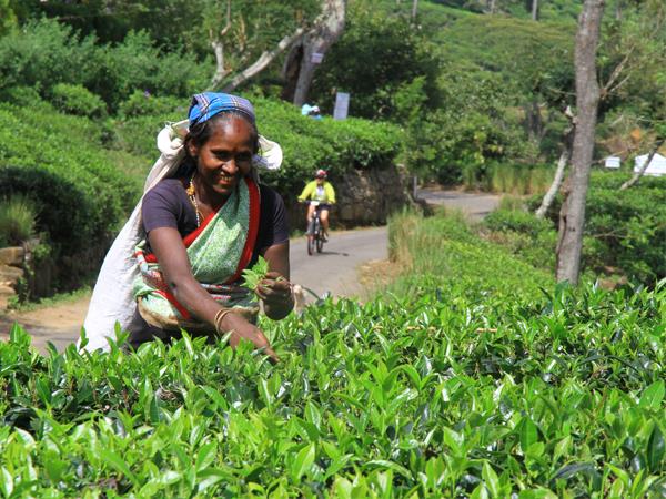 Sri Lanka highlights biking vacation