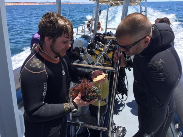 Marine conservation vacation in Portugal