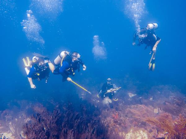 Caribbean Lionfish hunting in Carriacou, Grenada