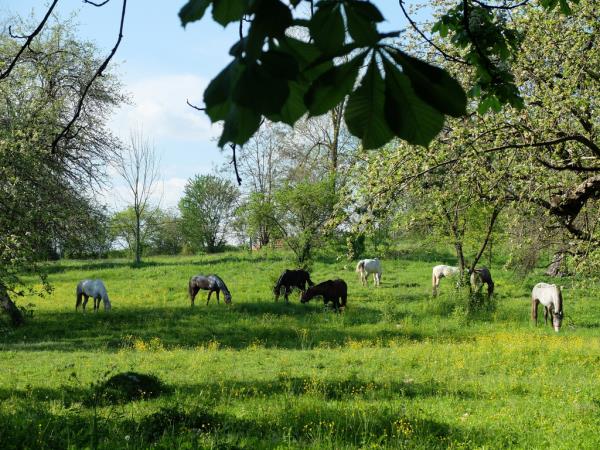 Horse riding vacations in Transylvania