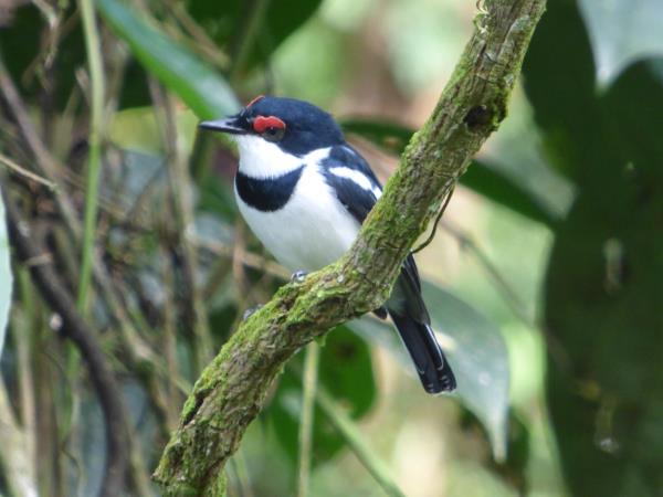 Culture and birding vacation in Uganda