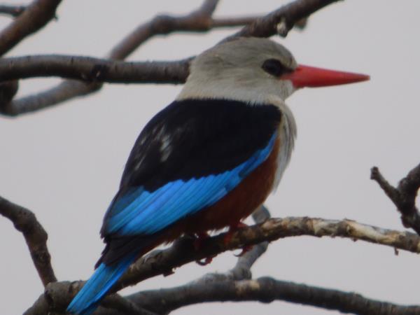 Culture and birding vacation in Uganda