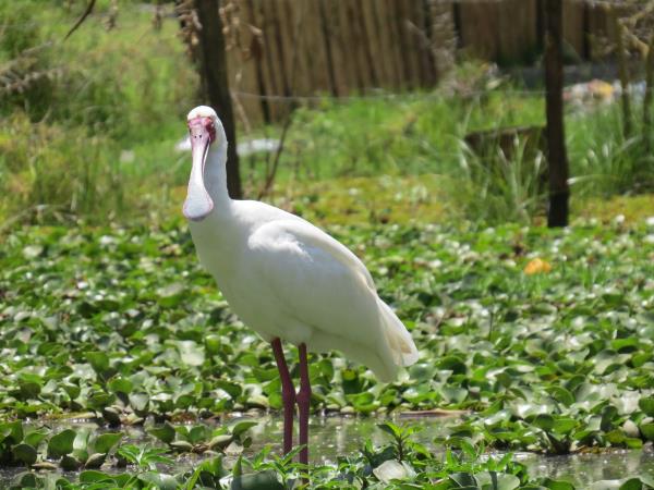 Culture and birding vacation in Uganda