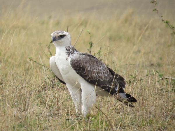 Culture and birding vacation in Uganda