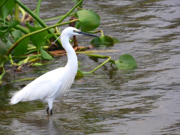 Culture and birding vacation in Uganda