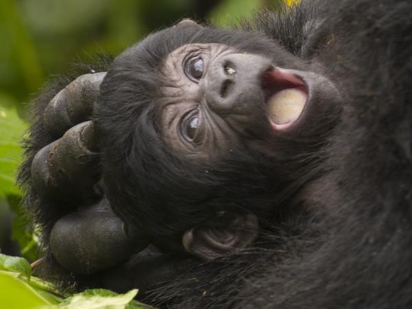Gorilla photography holiday in Uganda