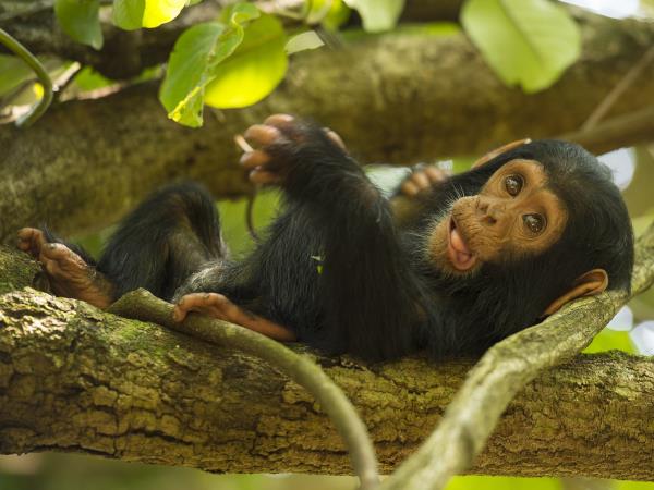 Gorilla photography holiday in Uganda