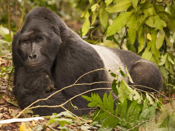 Gorilla photography holiday in Uganda