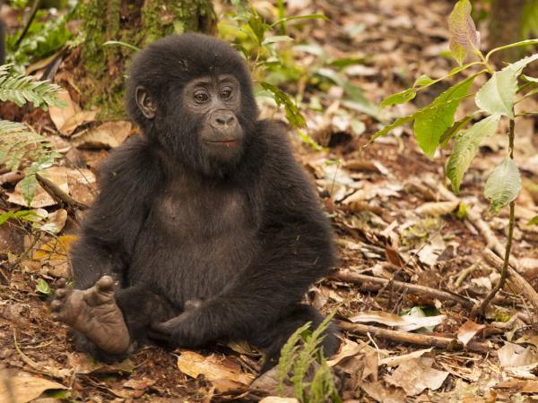 Gorilla photography holiday in Uganda