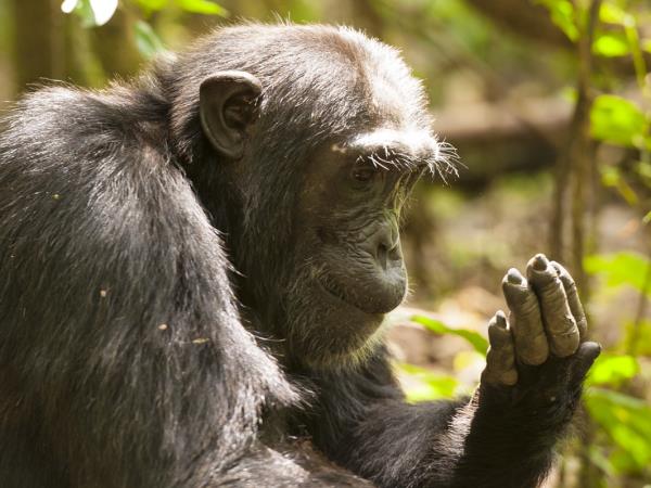 Gorilla photography holiday in Uganda