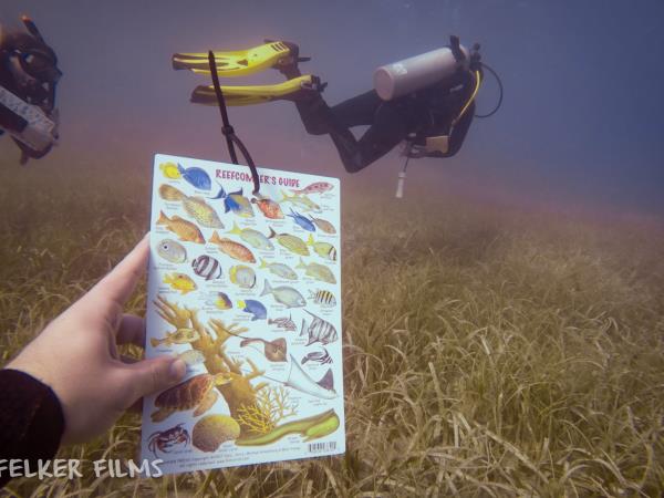 Marine conservation in Belize