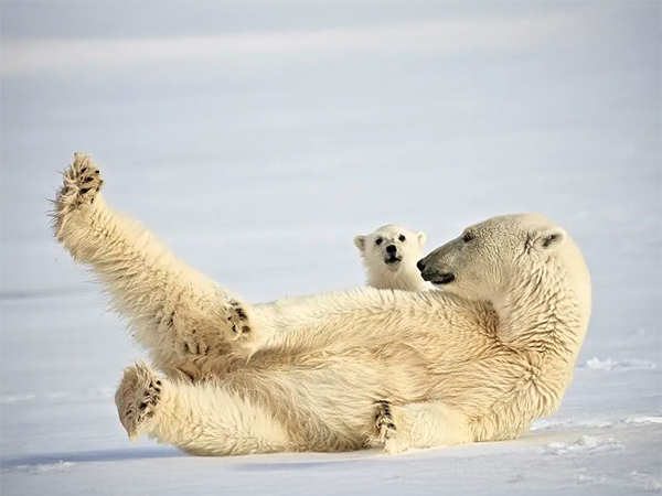 Svarlbard luxury cruise in the Arctic